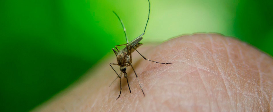 Cuidado com o mosquito da dengue. Ele é perigoso