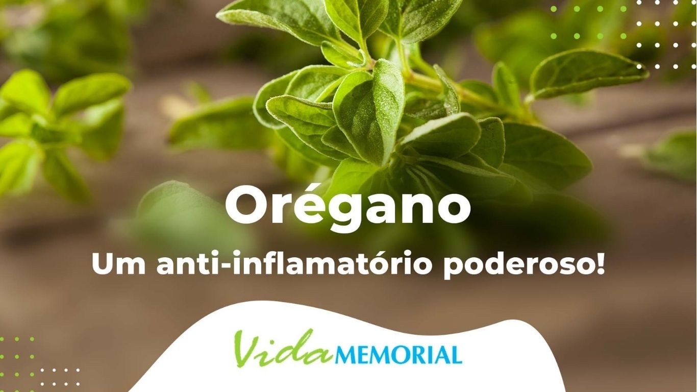 Orégano - Um anti-inflamatório poderoso